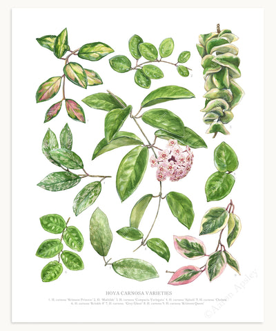 Hoya Carnosa Varieties Print