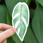 Epipremnum pinnatum 'Cebu Blue' Sticker