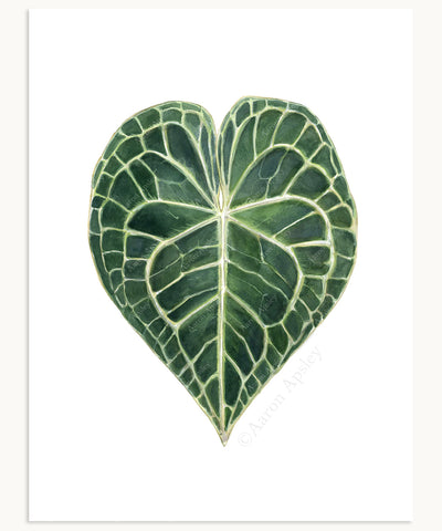 Anthurium clarinervium Print