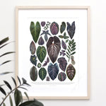 Colorful Houseplants Print Set