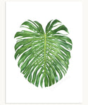 Monstera deliciosa Print