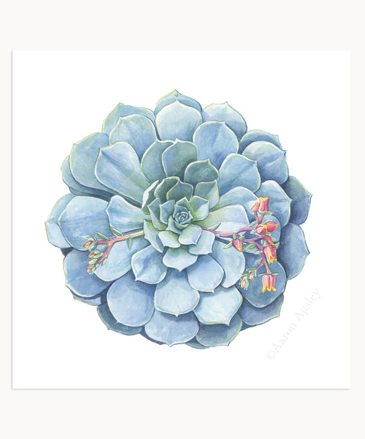 Echeveria imbricata Print