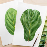 Ficus Species Print