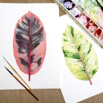 Ficus Species Print