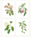 Hoya Specimen Print Set