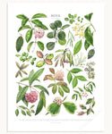 Hoya Species Print