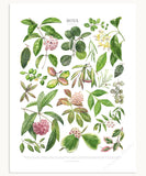 Hoya Species Print