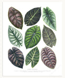 Jewel Alocasia Varieties Print