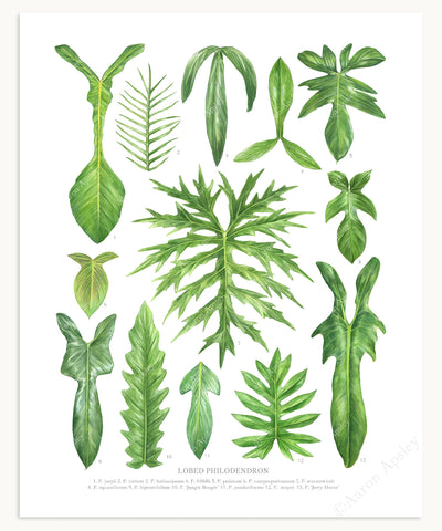 Lobed Philodendron Species Print