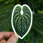 Anthurium luxurians Sticker