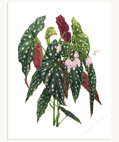 Begonia maculata 'Wightii' Print