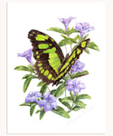 Malachite Butterfly & Wild Petunia Print