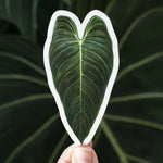 Philodendron melanochrysum Sticker
