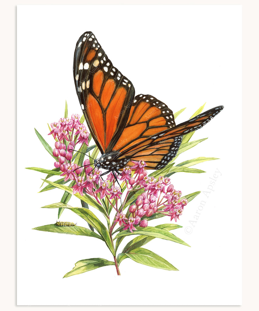 Monarch Butterfly & Swamp Milkweed Print – Aaron Apsley Artwork