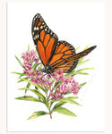 Monarch Butterfly & Swamp Milkweed Print
