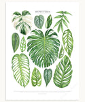Monstera Species Print