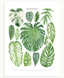 Monstera Species Print