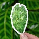 Calathea musaica Sticker