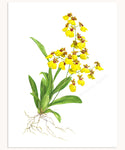 Oncidium Orchid Print