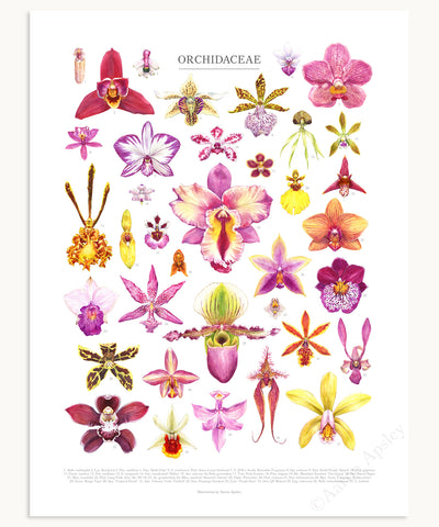 Orchid Flowers Print