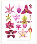 Orchid Flowers Print