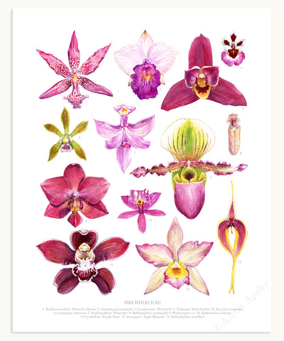 Orchid Flowers Print