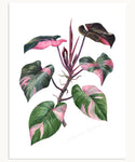 Philodendron 'Pink Princess' Print