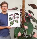 Philodendron 'Pink Princess' Print