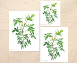 Philodendron pedatum