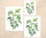 Philodendron pedatum