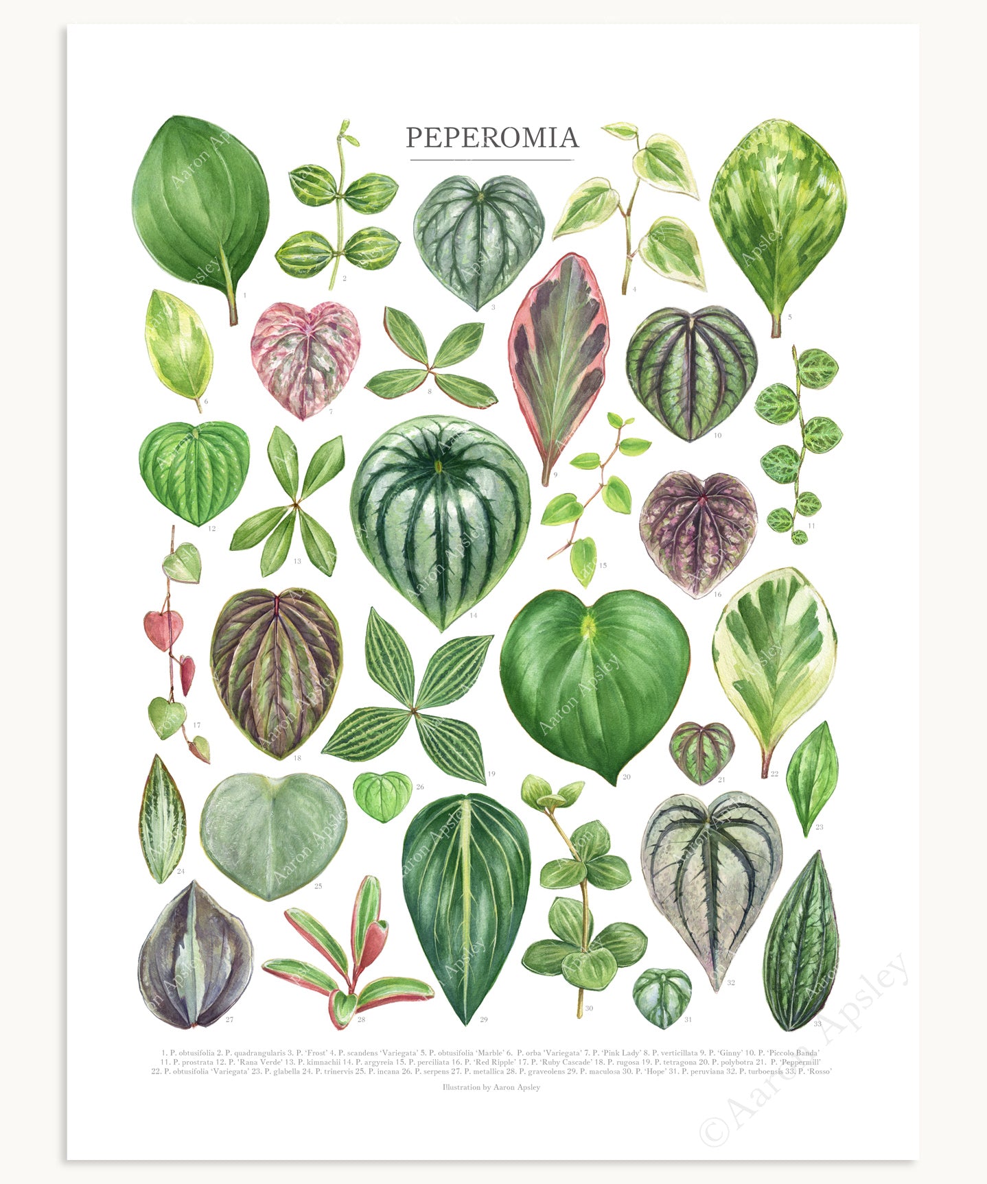 Peperomia Species Print