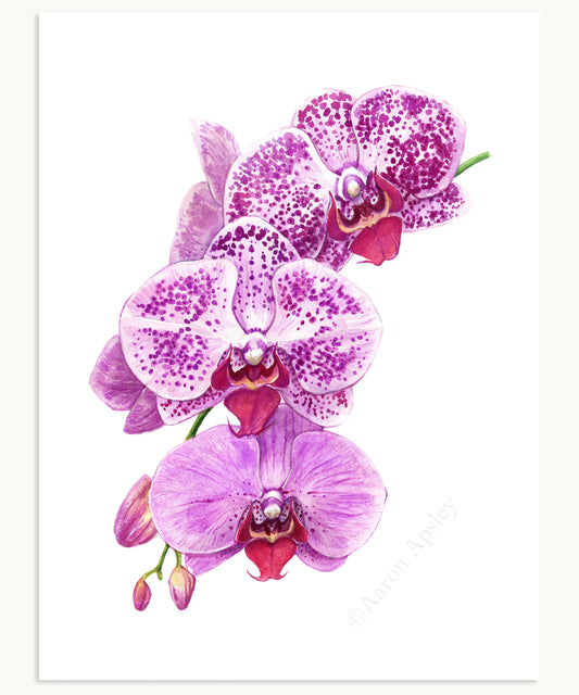 Phalaenopsis Orchid Bloom Print
