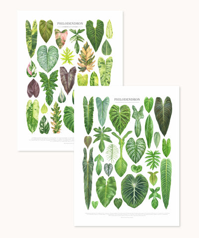 Philodendron Taxonomy Print Set