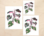 Philodendron 'Pink Princess' Print