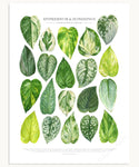 Pothos Print - Epipremnum and Scindapsus varieties