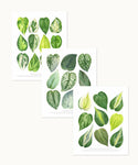 Pothos & Philodendron Print Set