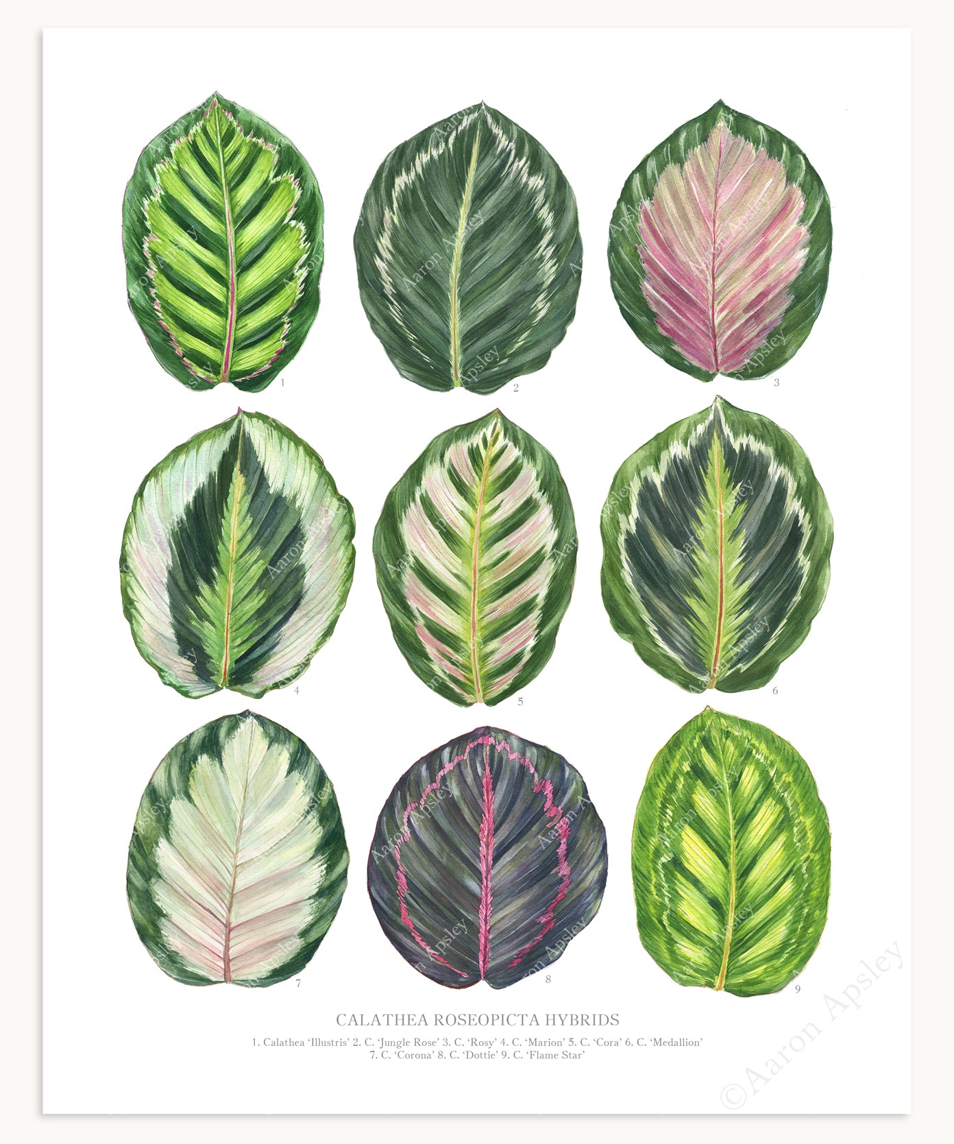 Calathea roseopicta Hybrids Print