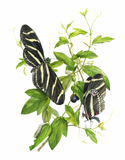 Zebra Longwing Butterflies & Corkystem Passionflower Print
