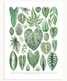Silver Houseplant Varieties Print