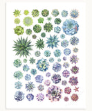 Succulent Rosettes Print