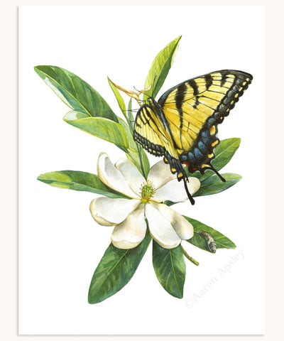 Tiger Swallowtail Butterfly & Sweet Bay Magnolia Print