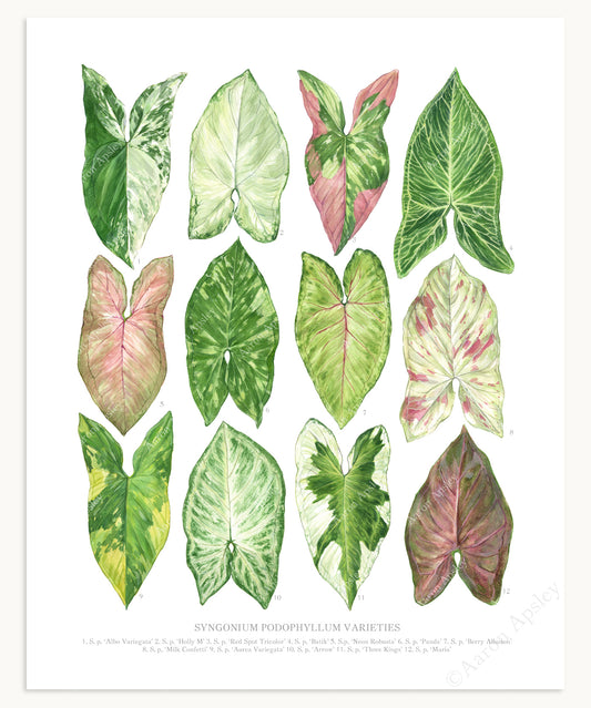 Syngonium podophyllum Varieties Print