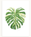 Monstera deliciosa 'Thai Constellation' Print