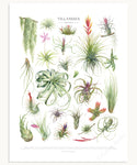 Tillandsia Species Print
