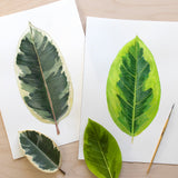 Ficus Species Print