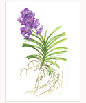 Vanda Orchid Print