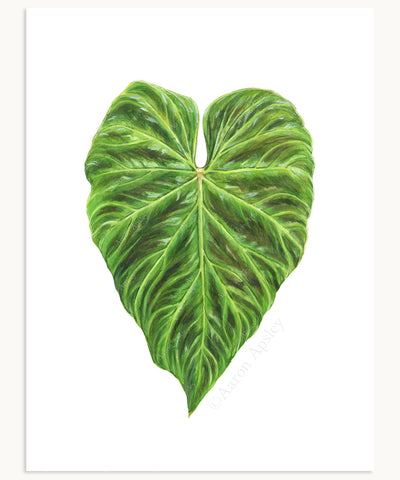 Philodendron verrucosum Print