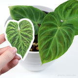 Philodendron verrucosum Sticker