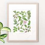 Hoya Carnosa Varieties Print