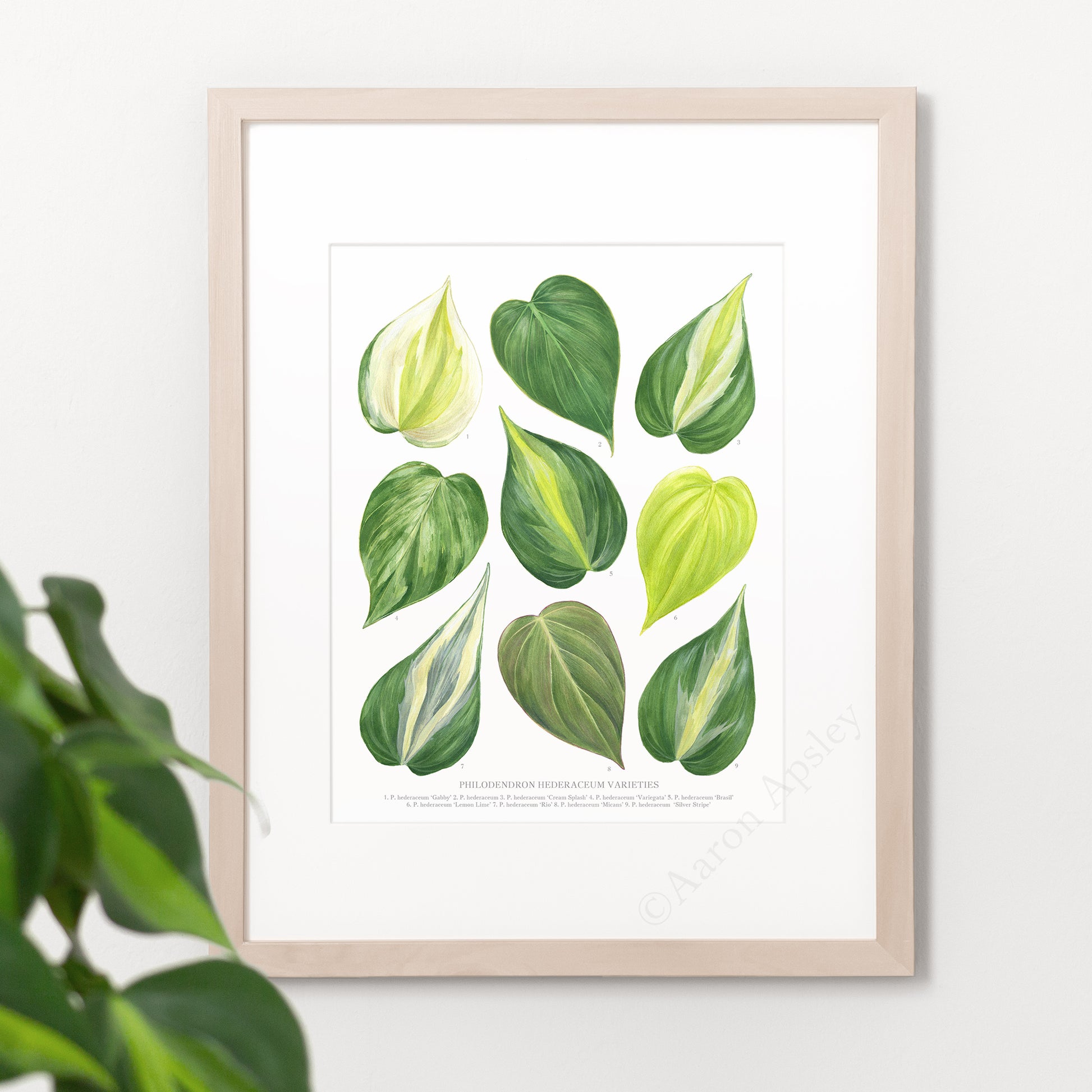philodendron hederaceum gabby Philodendron hederaceum Varieties Print – Aaron Apsley Artwork